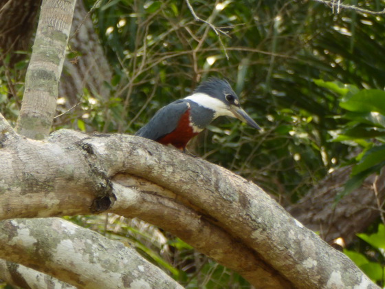 kingfisher Green and Rufous Kingfisher