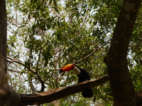   Aguape Fazenda Pantanal Tucan Toco toco Aguape Fazenda Pantanal Tucan Toco toco 