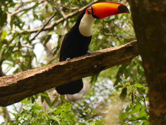   Aguape Fazenda Pantanal Tucan Toco toco Aguape Fazenda Pantanal Tucan Toco toco 