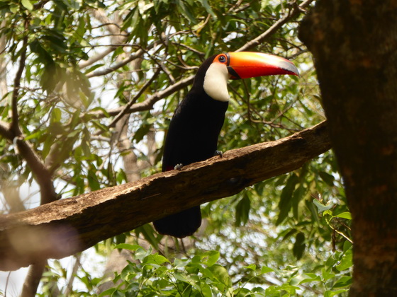   Aguape Fazenda Pantanal Tucan Toco toco Aguape Fazenda Pantanal Tucan Toco toco 