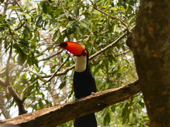   Aguape Fazenda Pantanal Tucan Toco toco Aguape Fazenda Pantanal Tucan Toco toco 