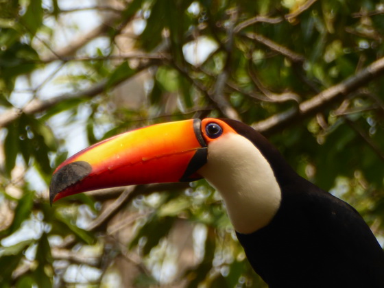   Aguape Fazenda Pantanal Tucan Toco toco Aguape Fazenda Pantanal Tucan Toco toco 