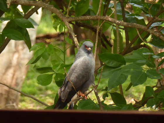 Hook-billed-kite