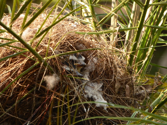 Flycatcher nesting