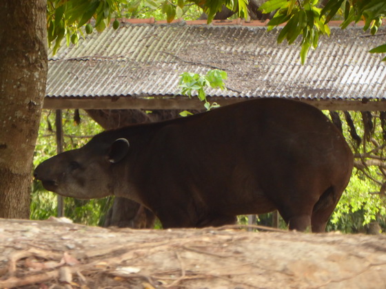 Tapir FlachlandtapirTapir Flachlandtapir am Rio Miranda