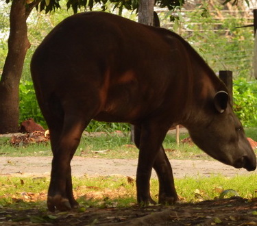 Tapir FlachlandtapirTapir Flachlandtapir am Rio Miranda