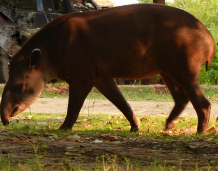 Tapir FlachlandtapirTapir Flachlandtapir am Rio Miranda