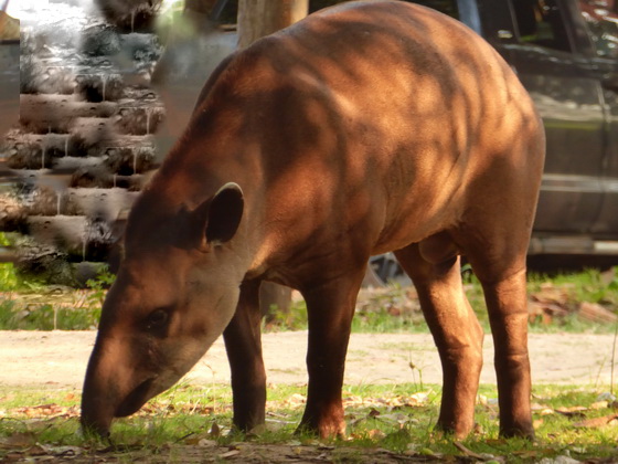 Tapir FlachlandtapirTapir Flachlandtapir am Rio Miranda