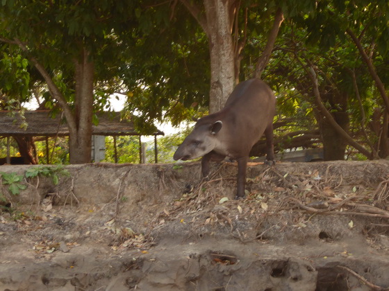 Tapir FlachlandtapirTapir Flachlandtapir am Rio Miranda