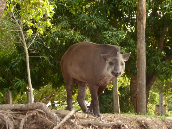 Tapir FlachlandtapirTapir Flachlandtapir am Rio Miranda