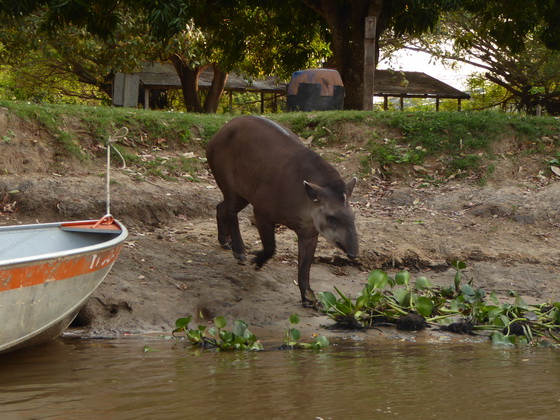 Tapir Flachlandtapir am Rio Miranda