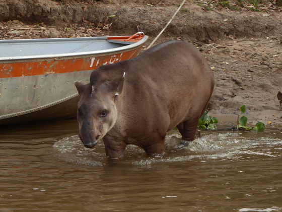 Tapir Flachlandtapir am Rio Miranda