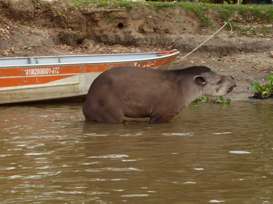 Tapir Flachlandtapir am Rio Miranda