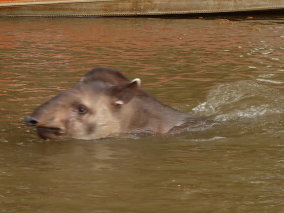 Tapir Flachlandtapir am Rio Miranda