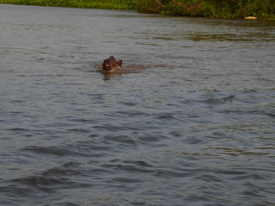 Tapir Flachlandtapir am Rio Miranda