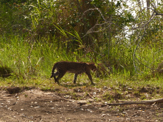   RedRiver Ozelot Ocelot jaguatiricaRedRiver Ozelot Ocelot jaguatirica