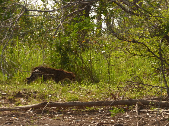   RedRiver Ozelot Ocelot jaguatiricaRedRiver Ozelot Ocelot jaguatirica