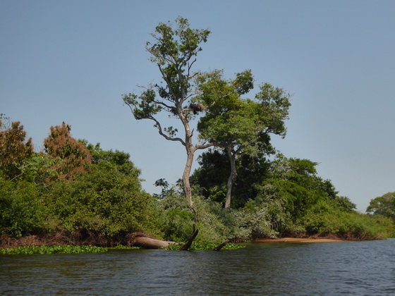 Jabiru Tuiuiui Storch wie Marabu in Africa 