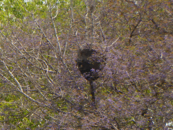 Passo do Lontra Fishermenlodge  wild bees