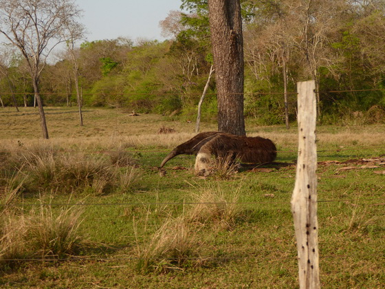 Tamandua Bandeira Großer AmeisenbärTamandua Bandeira Großer Ameisenbär