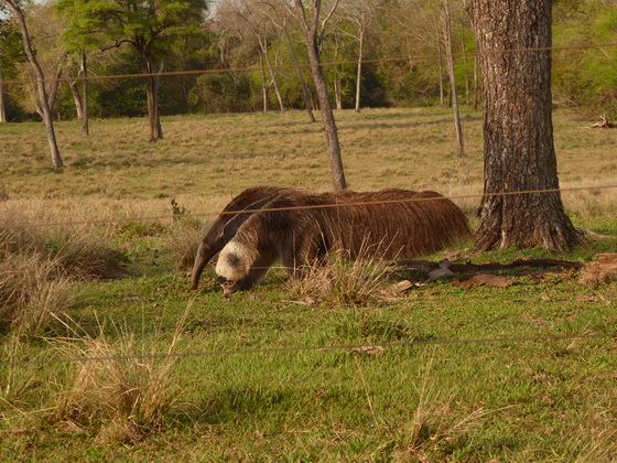 Tamandua Bandeira Großer AmeisenbärTamandua Bandeira Großer Ameisenbär