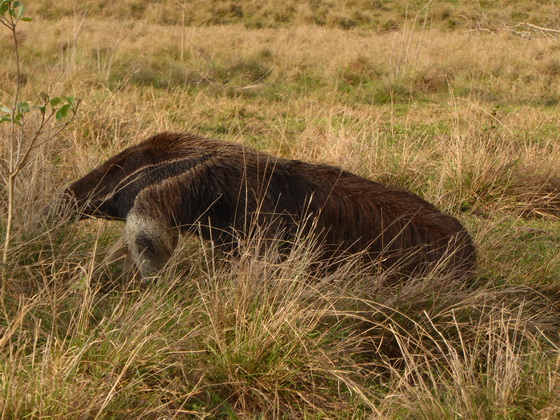 Tamandua Bandeira Großer AmeisenbärTamandua Bandeira Großer Ameisenbär