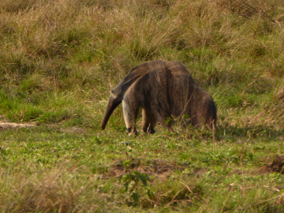 Tamandua Bandeira Großer AmeisenbärTamandua Bandeira Großer Ameisenbär