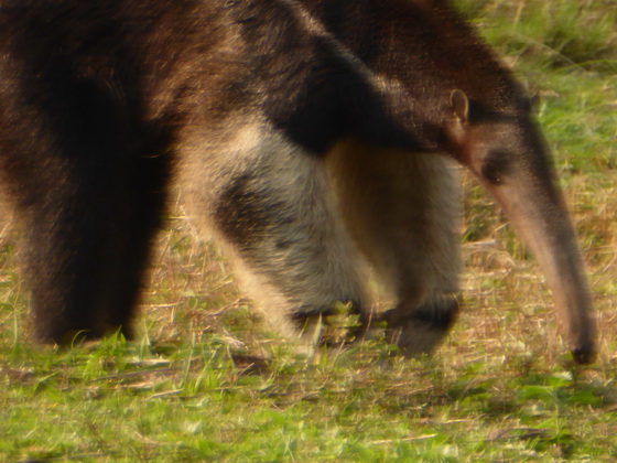 Tamandua Bandeira Großer AmeisenbärTamandua Bandeira Großer Ameisenbär