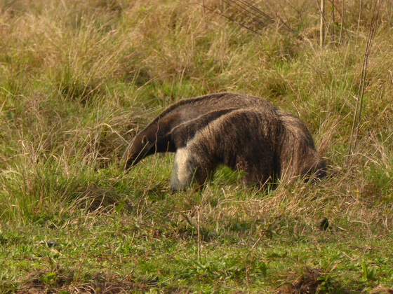 Tamandua Bandeira Großer AmeisenbärTamandua Bandeira Großer Ameisenbär