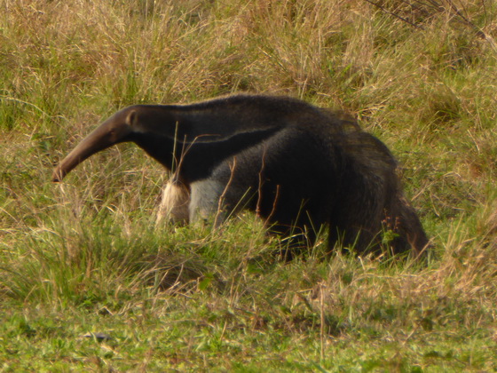 Tamandua Bandeira Großer AmeisenbärTamandua Bandeira Großer Ameisenbär