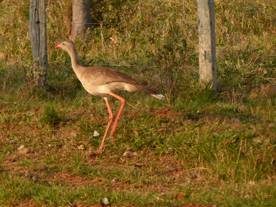   POUSADA Xaraes  red-legged-seriema wie secretary bird africa POUSADA Xaraes  red-legged-seriema wie secretary bird africa 