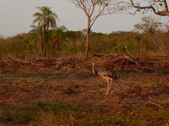 Emu greater Rhea