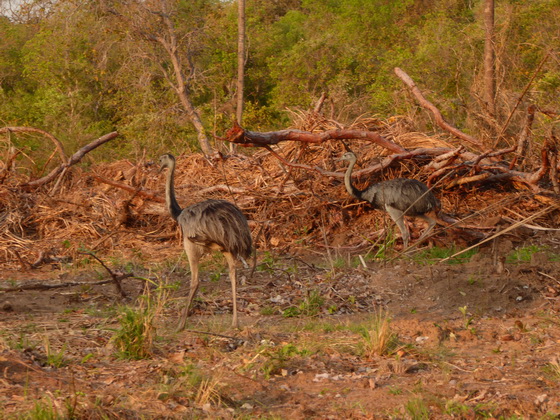 Emu greater Rhea