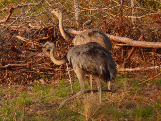 Emu greater Rhea