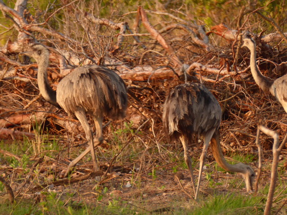 Emu greater Rhea