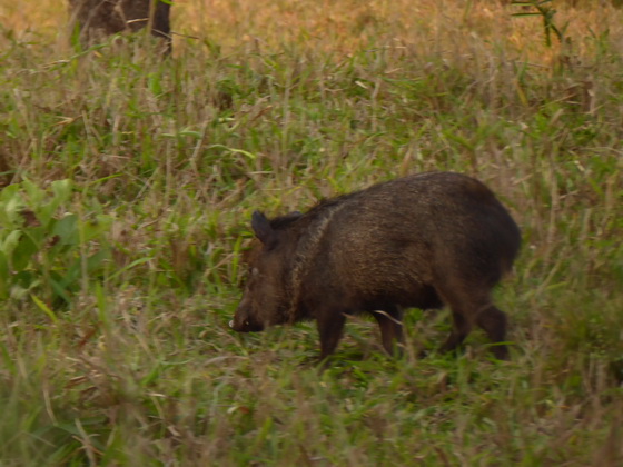   Pekari Weislippenpekari Pekari Weislippenpekari  Pig Wild PIG 