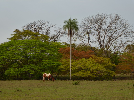 Aguape Fazenda Pantanal