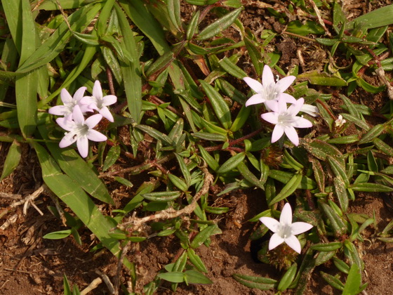 Aguape Fazenda Pantan