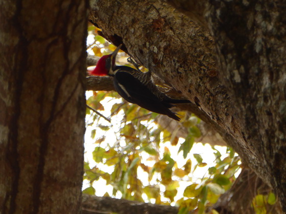 Pica Pau Woodpecker Specht 