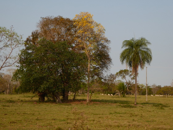 Aguape Fazenda Pantanal