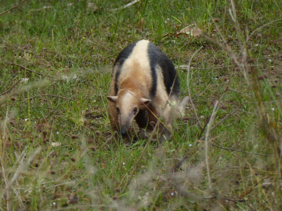 Tamandua Kleinerr Ameisenbär