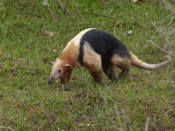   Tamandua Kleinerr AmeisenbärTamandua Kleinerr Ameisenbär