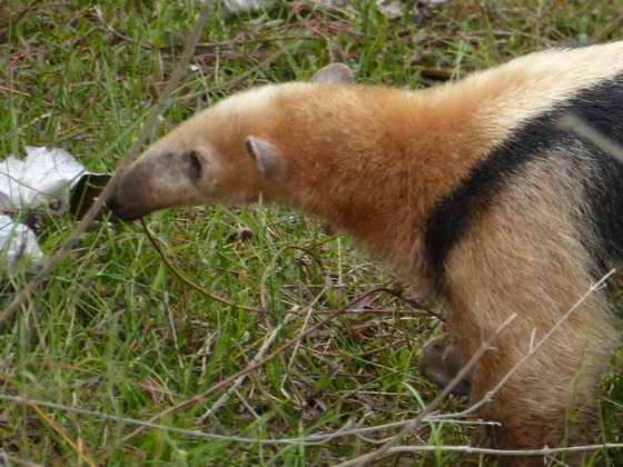 Tamandua Kleinerr AmeisenbärTamandua Kleinerr Ameisenbär