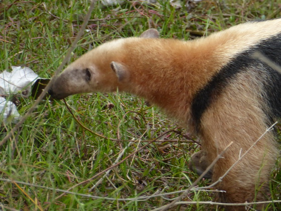   Tamandua Kleinerr AmeisenbärTamandua Kleinerr Ameisenbär