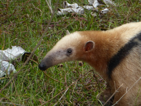   Tamandua Kleinerr AmeisenbärTamandua Kleinerr Ameisenbär