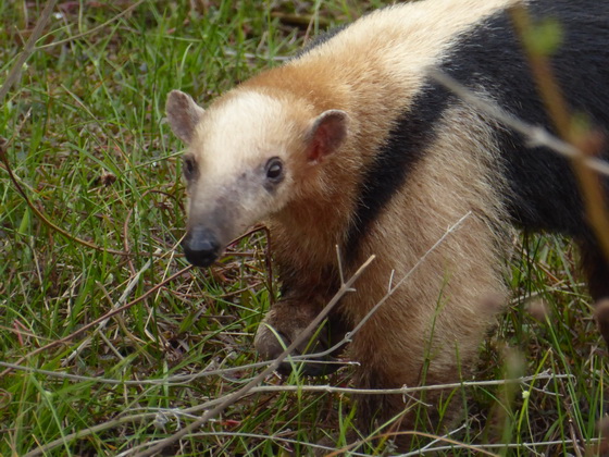   Tamandua Kleinerr AmeisenbärTamandua Kleinerr Ameisenbär