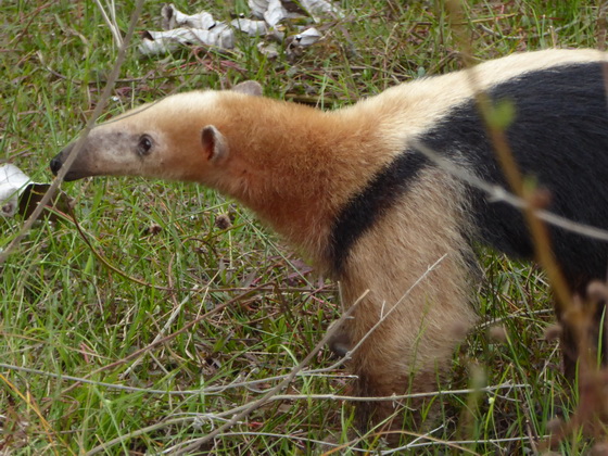   Tamandua Kleinerr AmeisenbärTamandua Kleinerr Ameisenbär