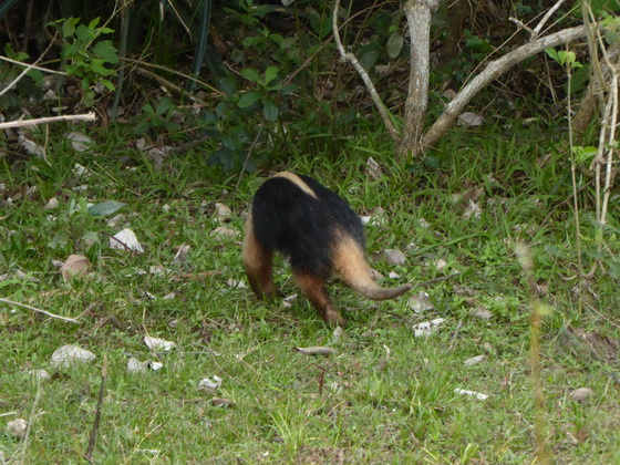   Tamandua Kleinerr AmeisenbärTamandua Kleinerr Ameisenbär