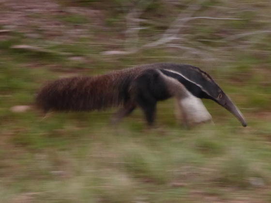 Tamandua Bandeira Großer Ameisenbär