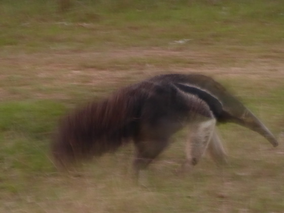 Tamandua Bandeira Großer Ameisenbär